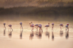 acrylic-print-photographic-ode-to-monet-x
