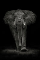 canvas-print-ngorongoro-bull-x