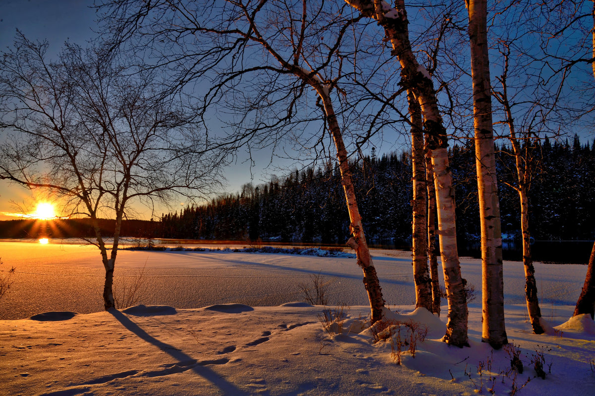 modern-3-piece-acrylic-print-birches-in-the-sunset