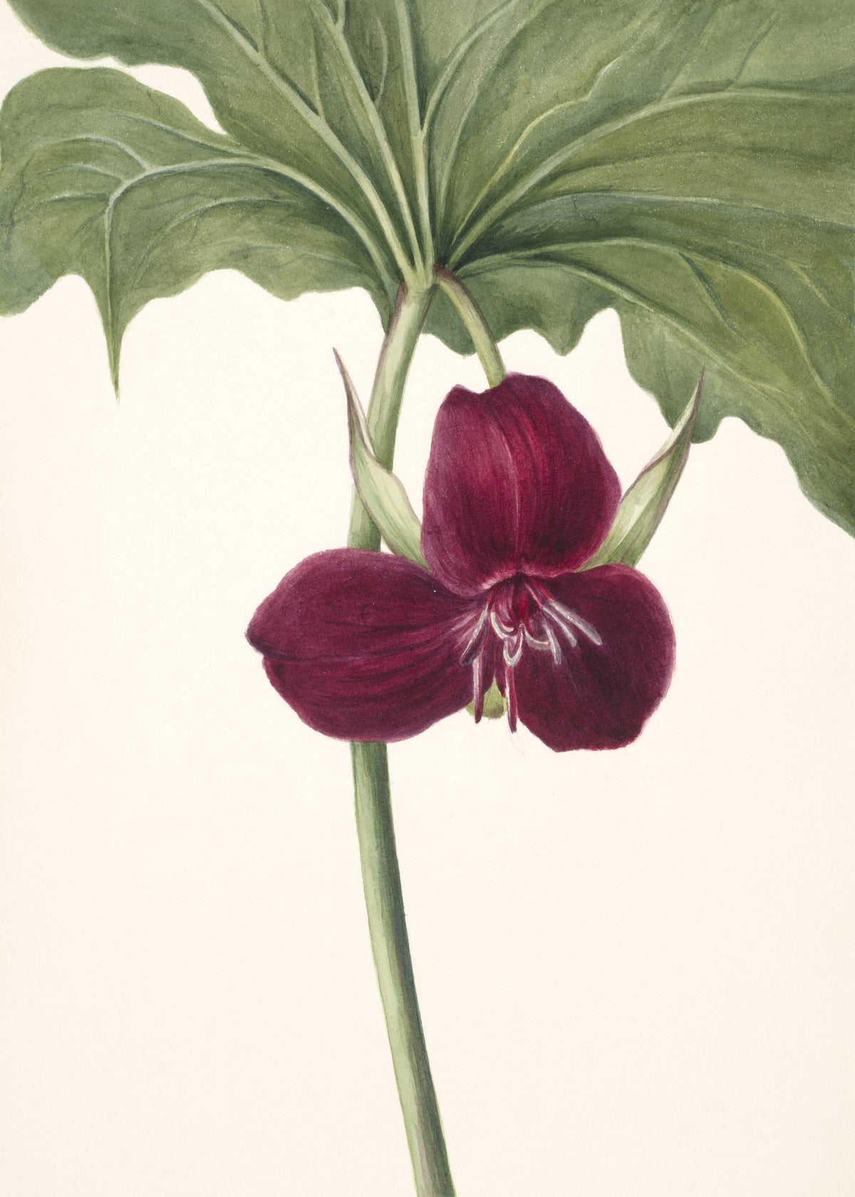 canvas-print-sweet-trillium