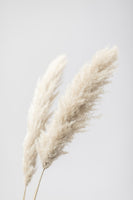 acrylic-print-pampas-grass-grey-13
