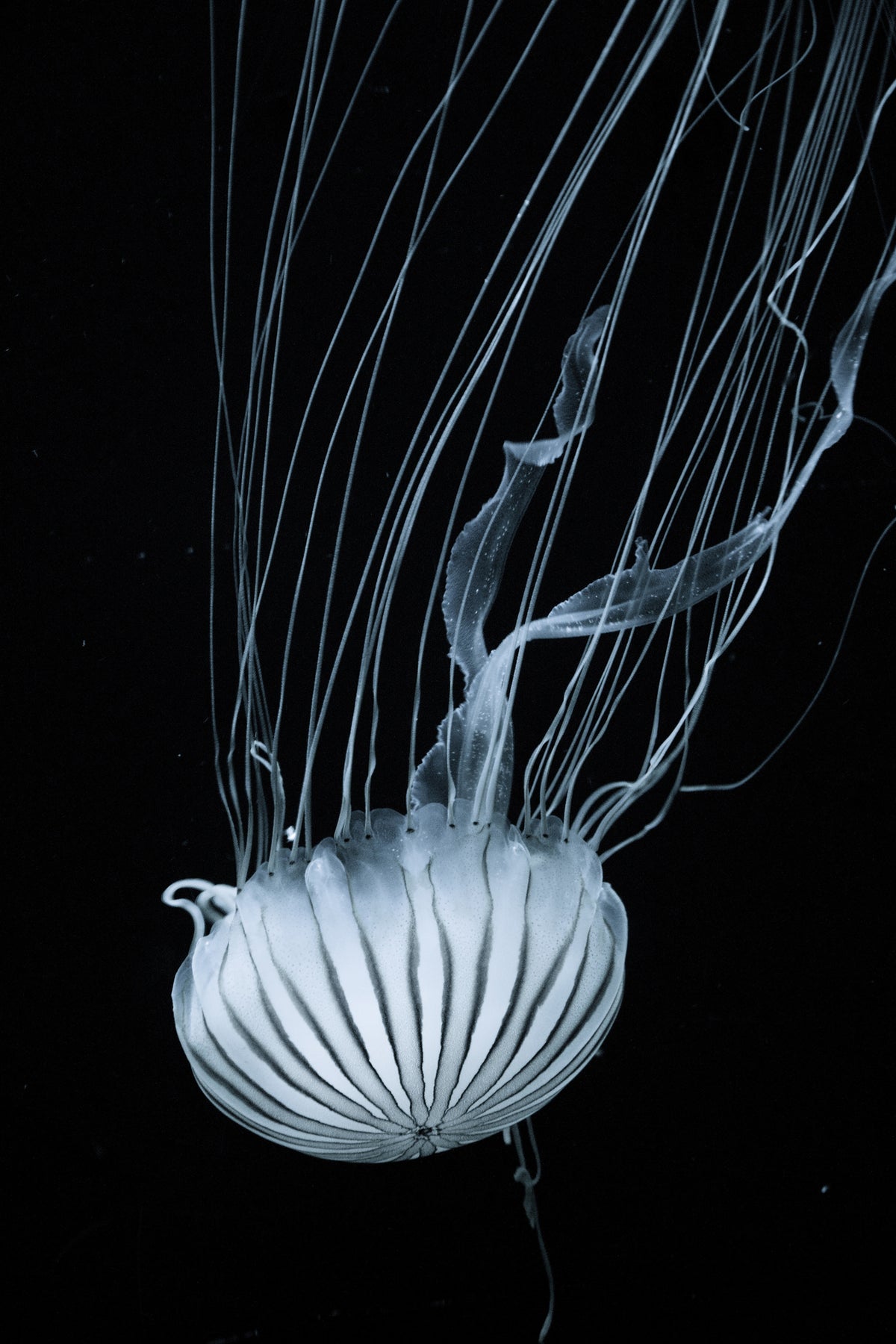 framedcanvas-print-beware-jellyfish