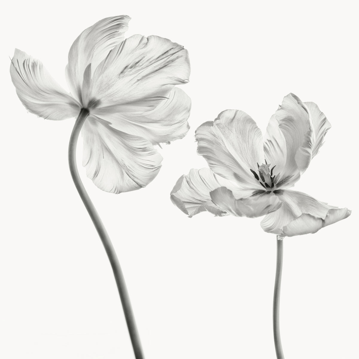 9-piece-acrylic-print-same-tulip-front-and-backview