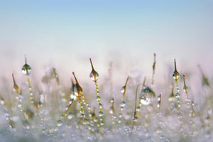 modern-3-piece-acrylic-print-the-dew-drops
