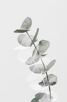 canvas-print-eucalyptus-creative-05