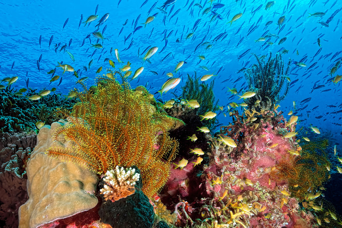 framedposter-print-reef-at-cabilao-x