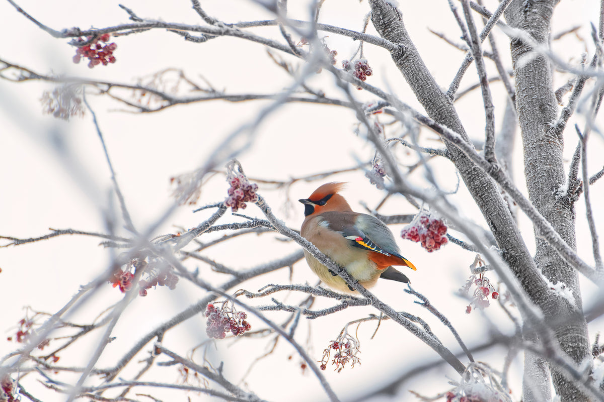 canvas-print-waxwing-x