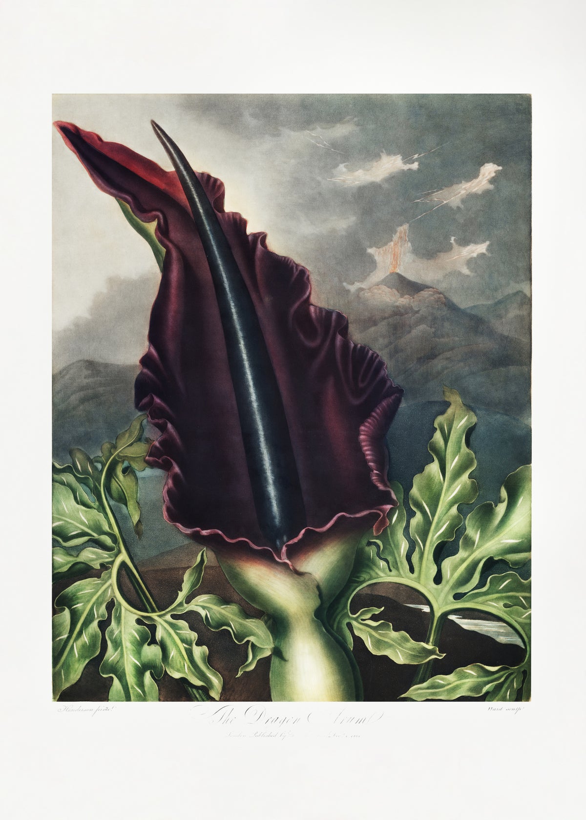canvas-print-the-dragon-arum-from-the-temple-of-flora-1807