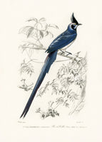 acrylic-print-black-throated-magpie-jay