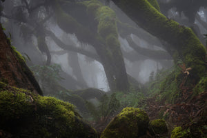 acrylic-print-harenna-forest-xlf