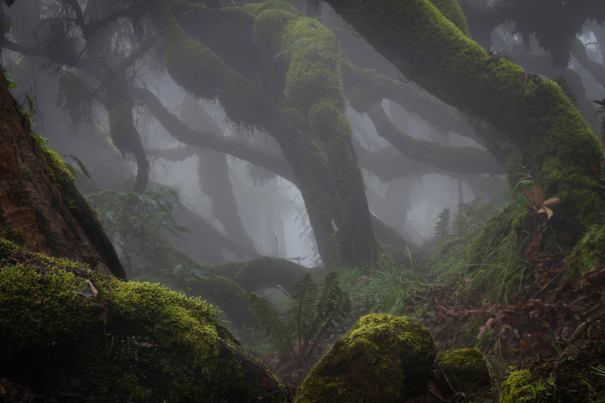 acrylic-print-harenna-forest-xlf