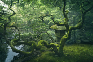 aluminium-print-japanese-tree-x