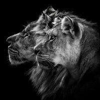 canvas-print-lion-and-lioness-portrait