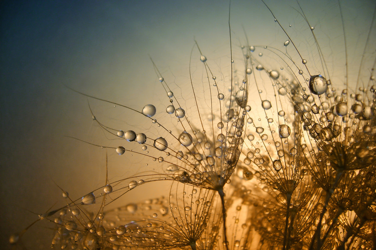 framedcanvas-print-tender-is-the-night-x