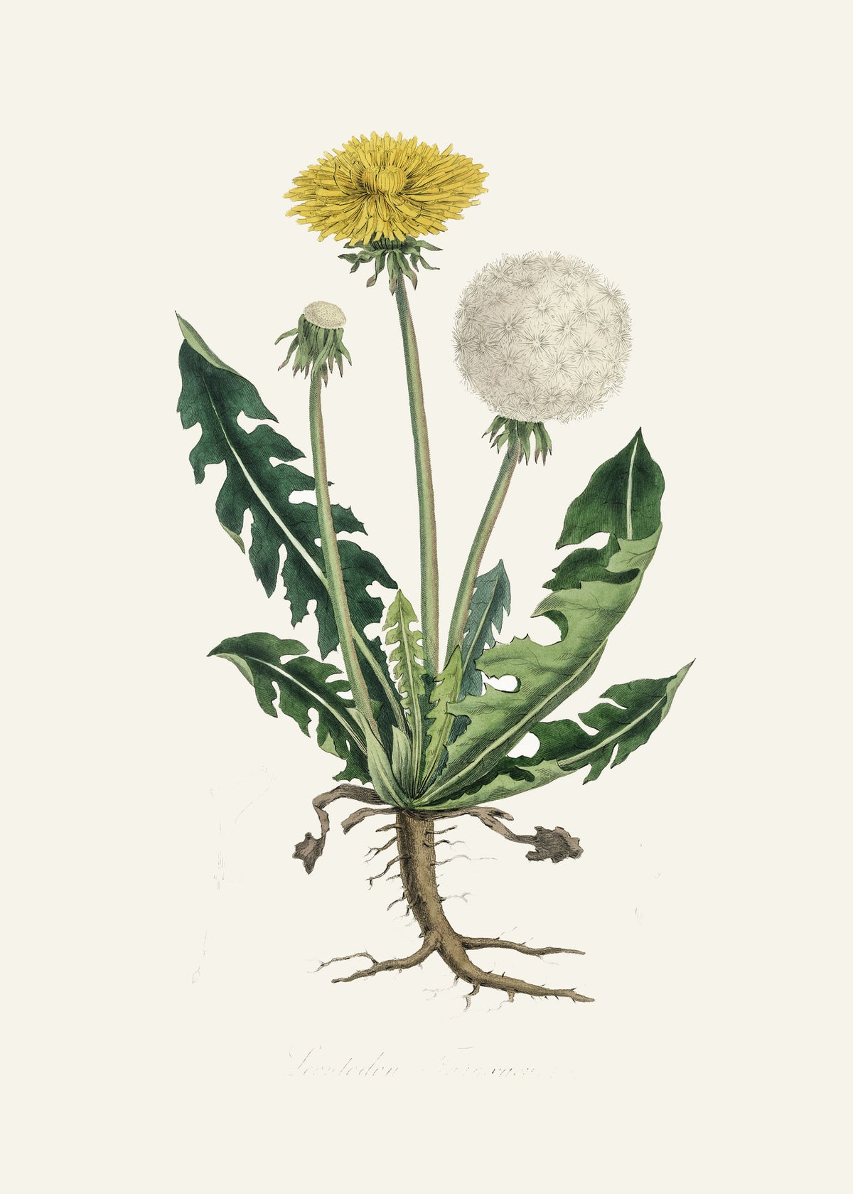 framedcanvas-print-leontodon-taraxacuma-medical-botany