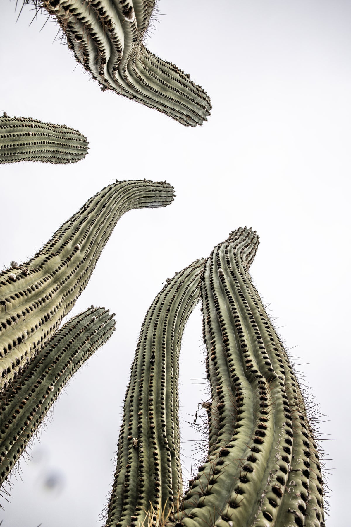 canvas-print-cacti-reaching-skyward