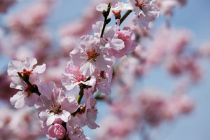 acrylic-print-japanese-cherry-tree-close-up