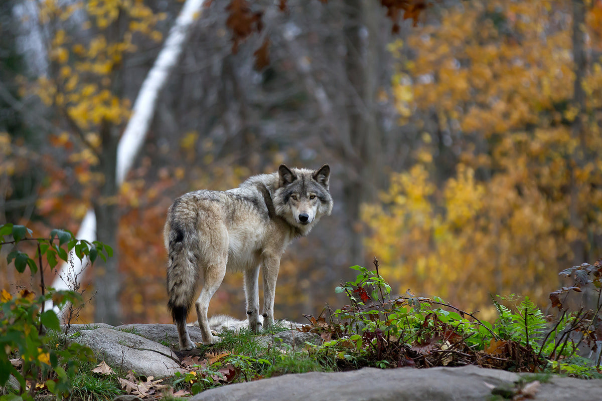 modern-3-piece-canvas-print-lone-timberwolf-in-the-autumn-forest