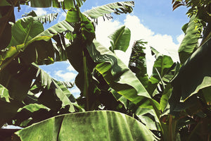modern-3-piece-aluminium-print-in-the-middle-of-the-jungle