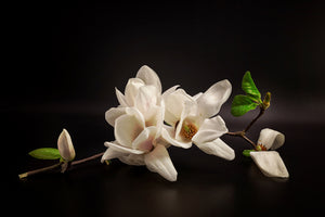 3-piece-acrylic-print-magnolia