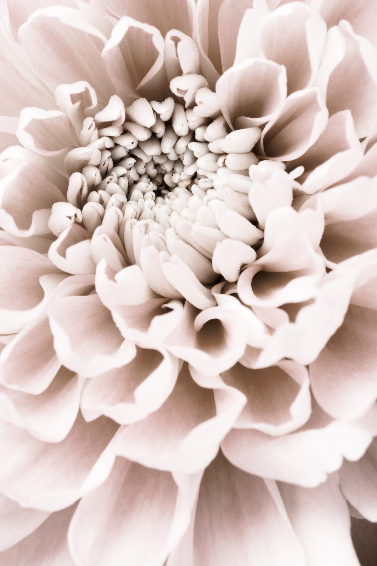 acrylic-print-chrysanthemum-no-01