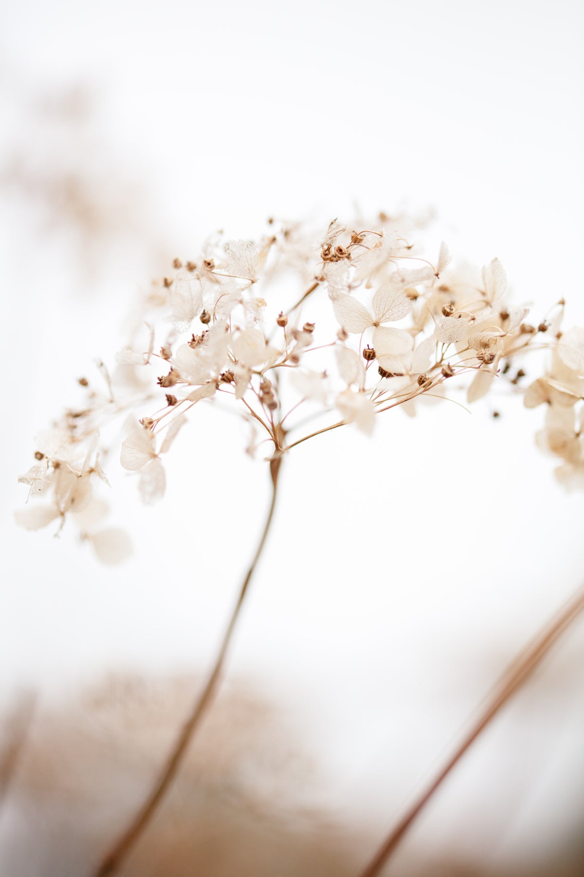 framedposter-print-soft-dried-flower-brown
