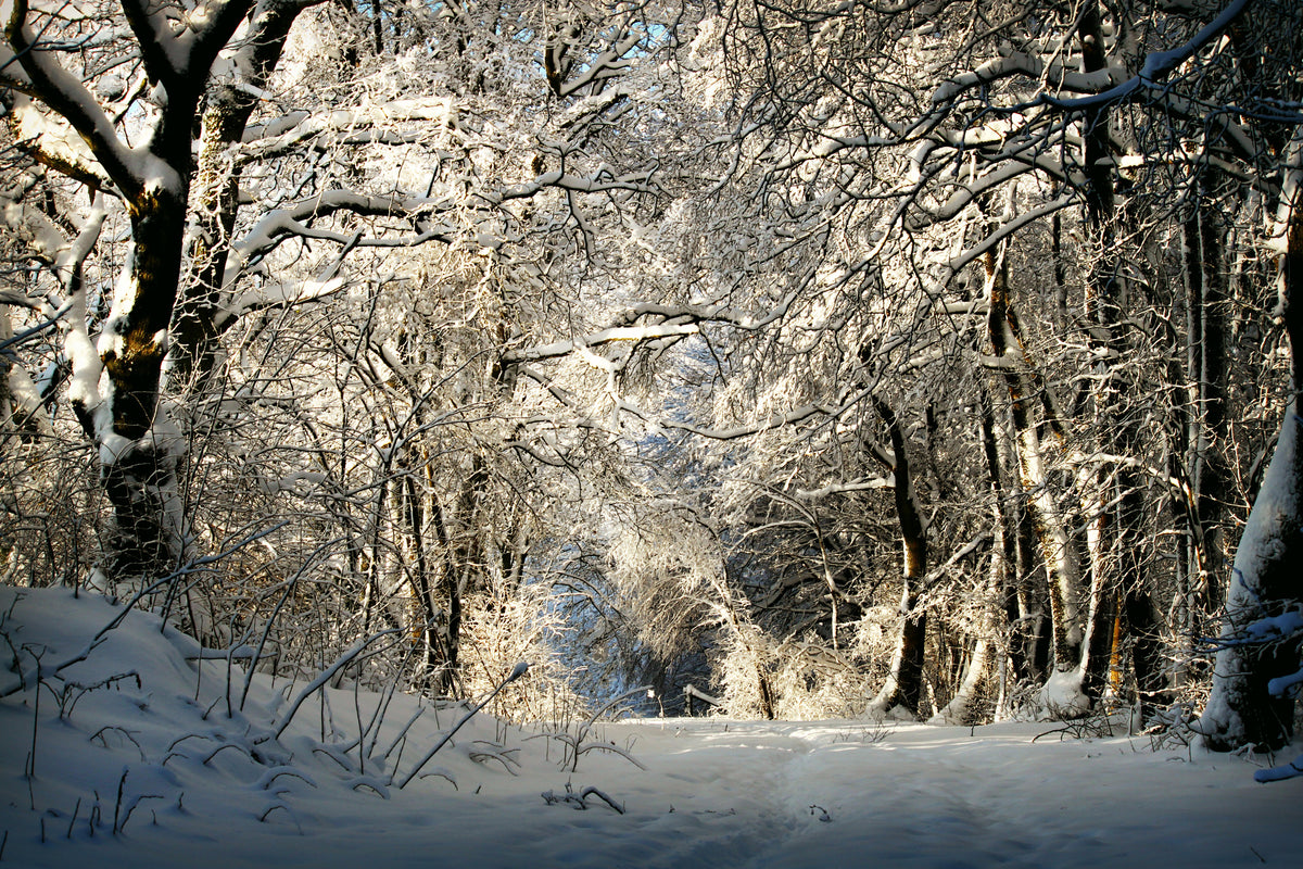 framedcanvas-print-a-winter-dream