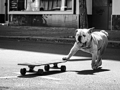 poster-print-dogs-just-want-to-have-fun