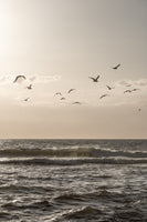 canvas-print-birds-and-the-sea-3