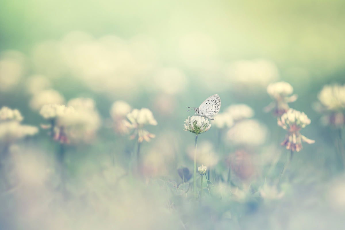 acrylic-print-small-world-x