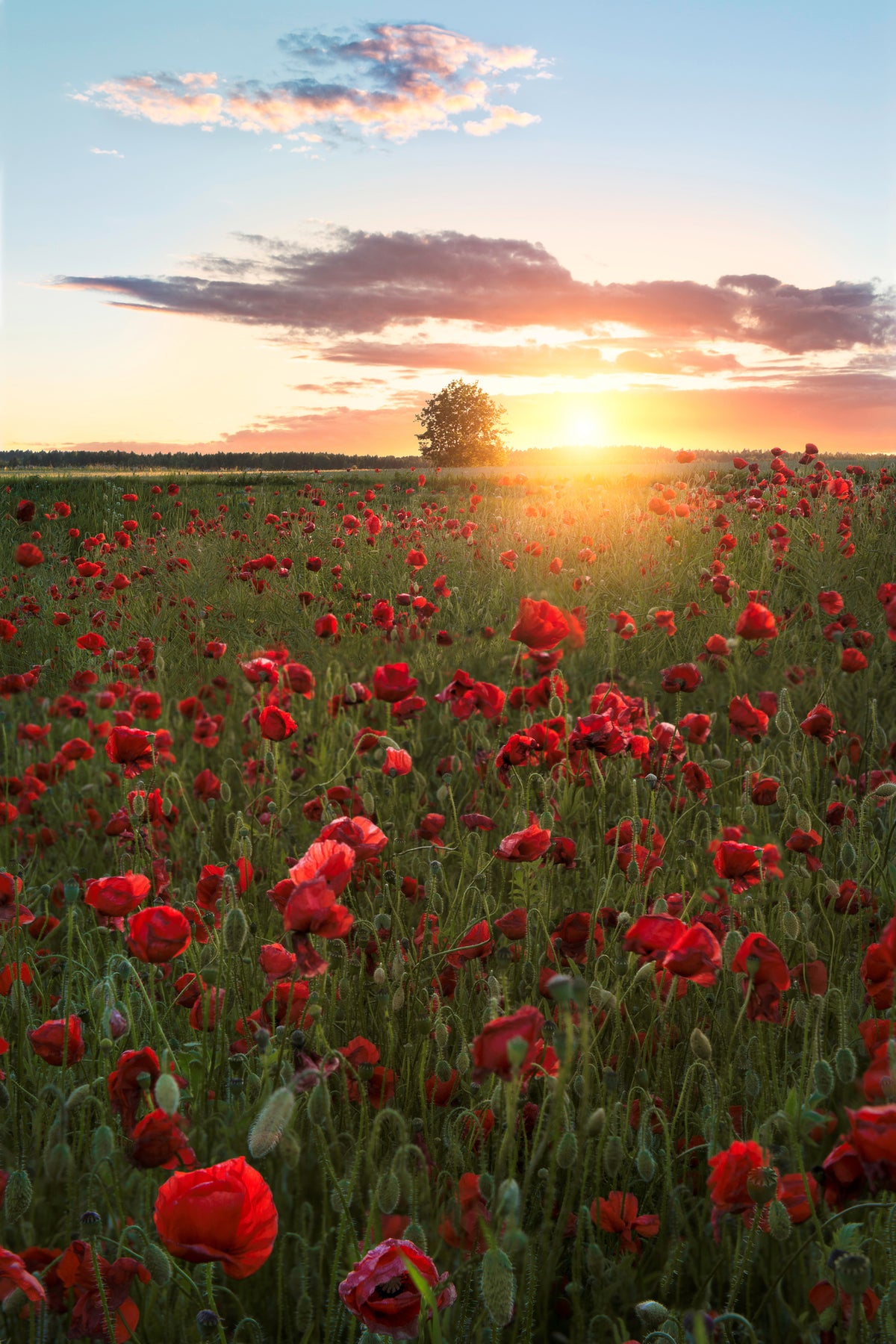 aluminium-print-poppy-fields-of-sweden