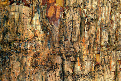 poster-print-bark-x