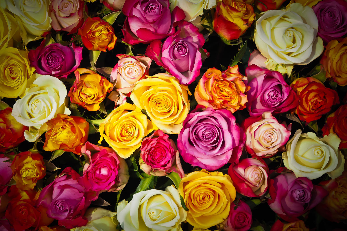 3-piece-canvas-print-many-colorful-rose-petals
