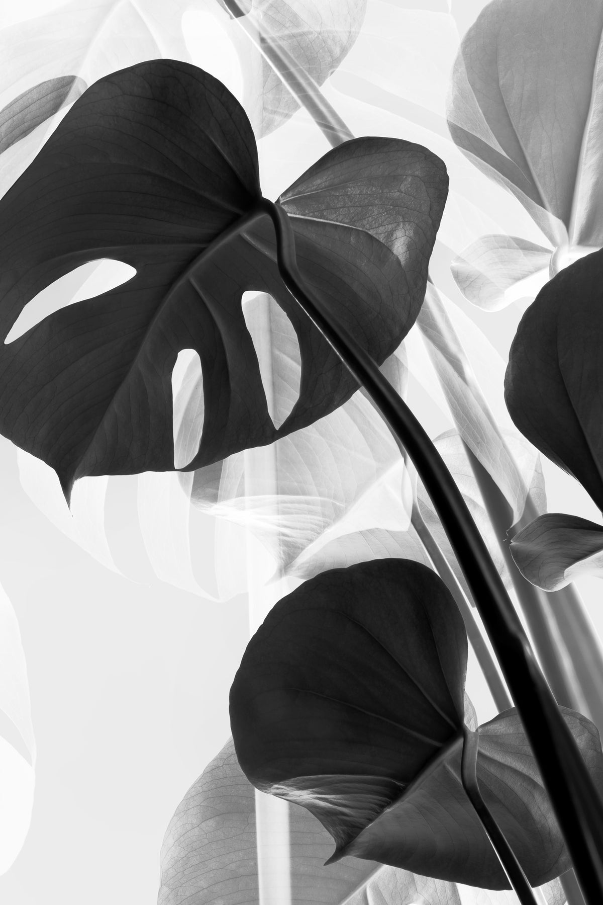 framedposter-print-monstera-bw