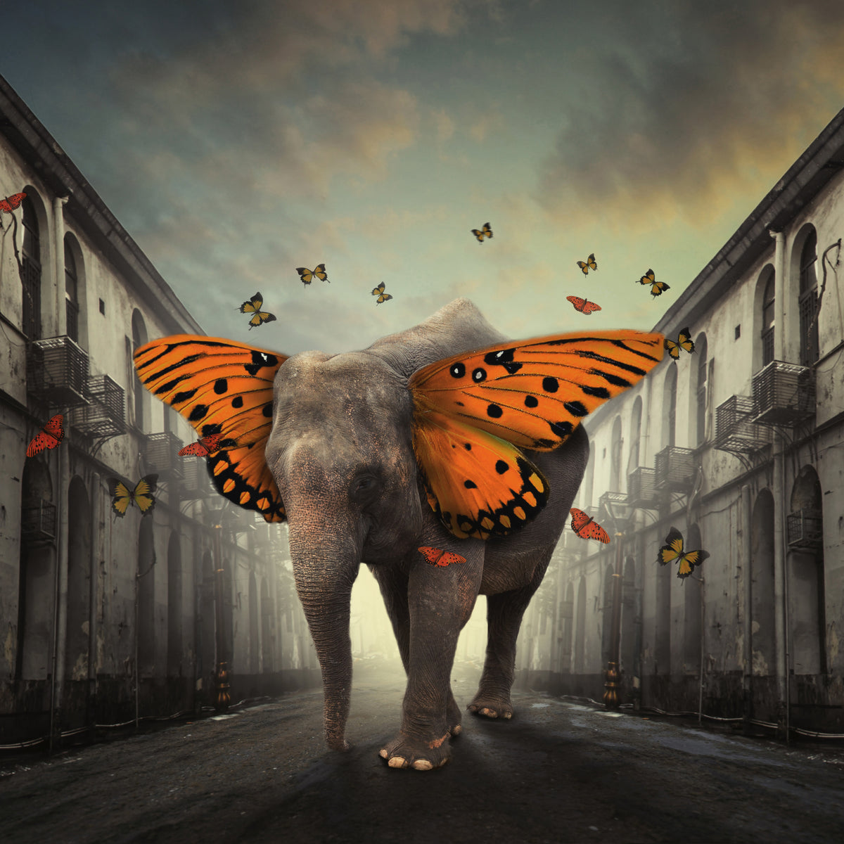 acrylic-print-butterphant