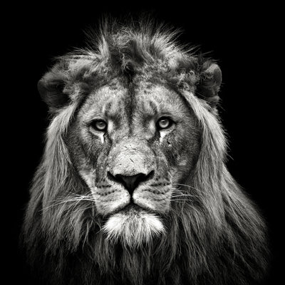 poster-print-young-male-lion-x