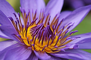 canvas-print-xxl-water-lily-in-purple