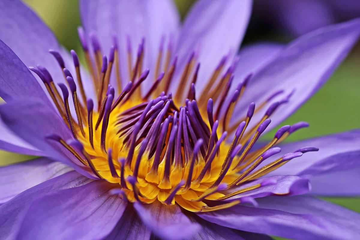 canvas-print-xxl-water-lily-in-purple
