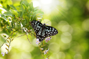 canvas-print-papilio-butterfly-xxl