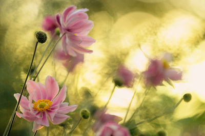 poster-print-dance-of-the-flowers-x