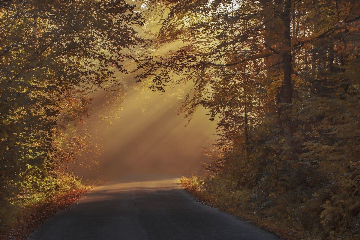 acrylic-print-sunbeams-in-the-forest