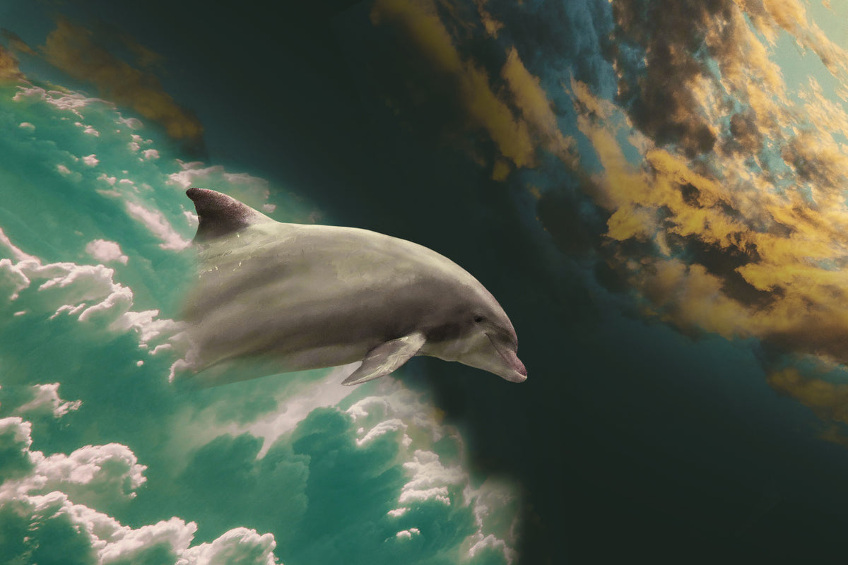 3-piece-aluminium-print-fascination-dolphin