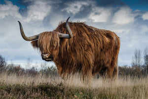 acrylic-print-attention-bull