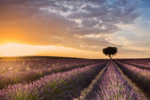 framedposter-print-destination-lavender-x