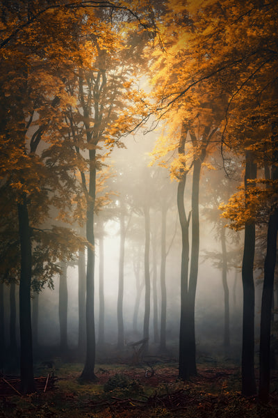 poster-print-fall-2