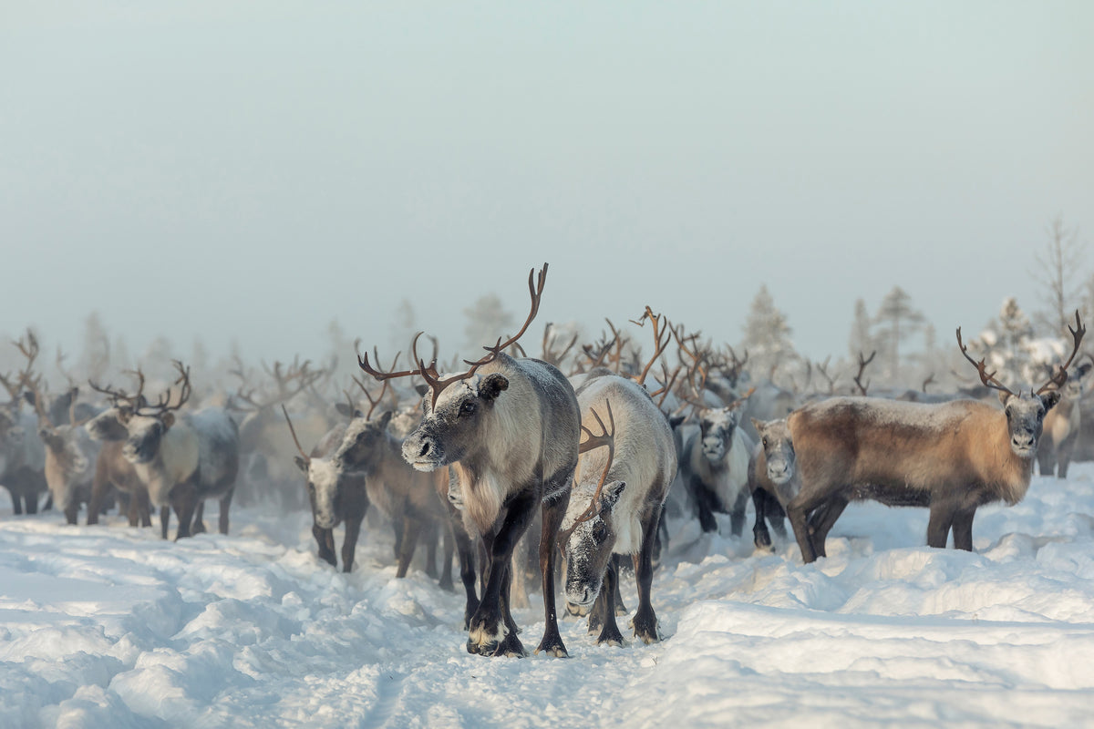 canvas-print-reindeers-x