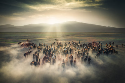 poster-print-wild-horses-2