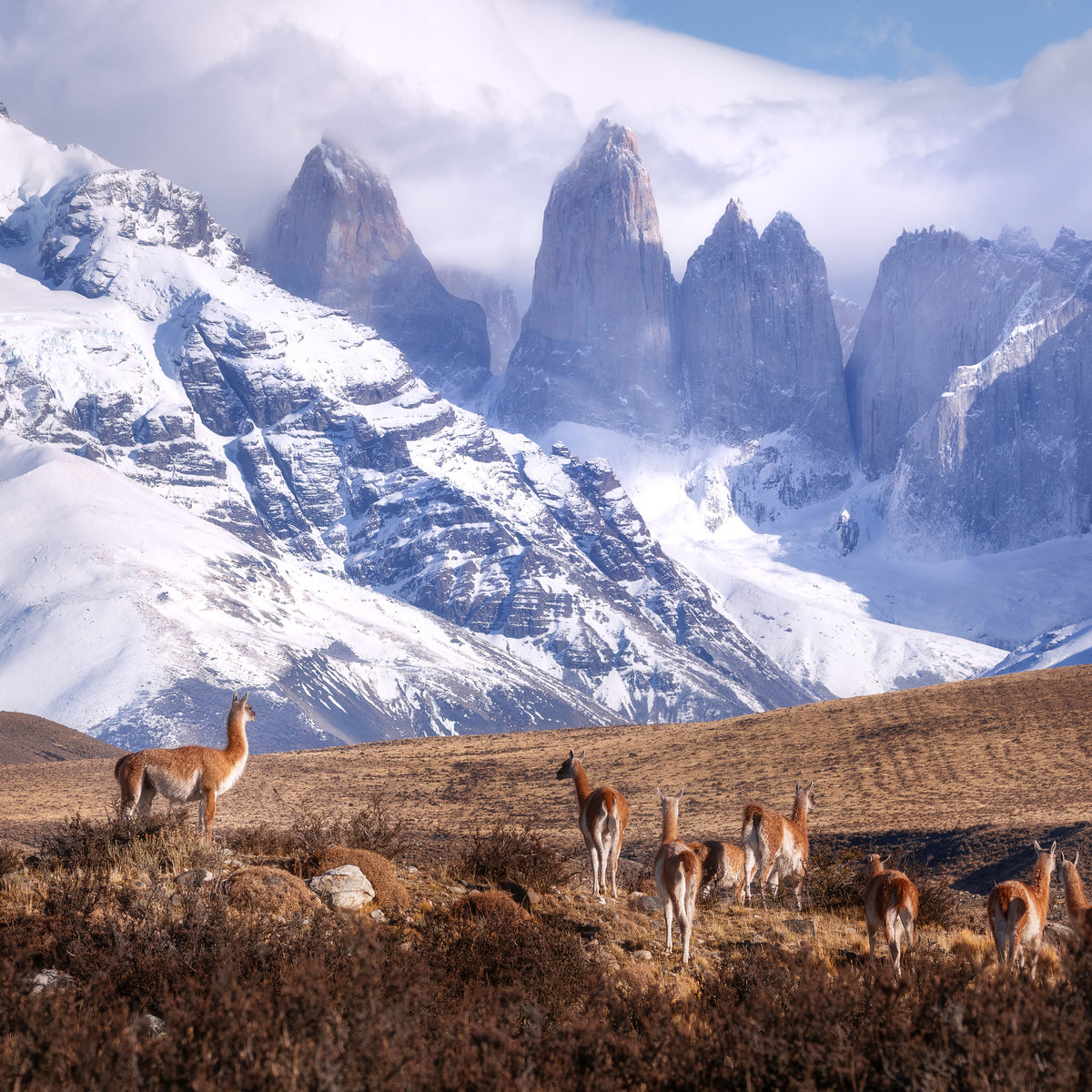 aluminium-print-guanakos-in-patagonia-x