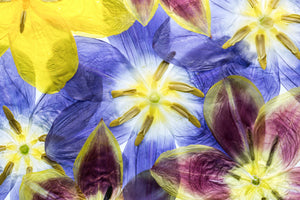 framedposter-print-tulips-2