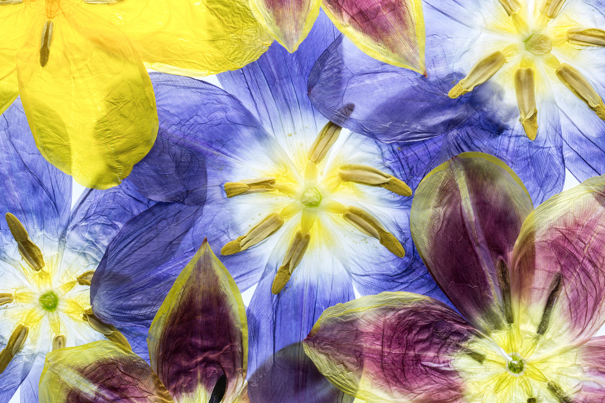 framedposter-print-tulips-2